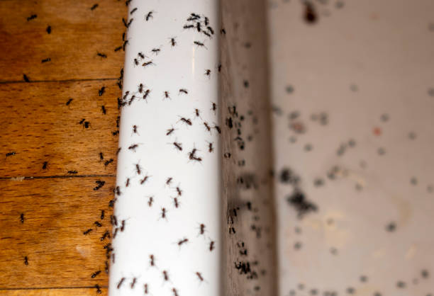 Best Insect Control  in Lockhart, TX