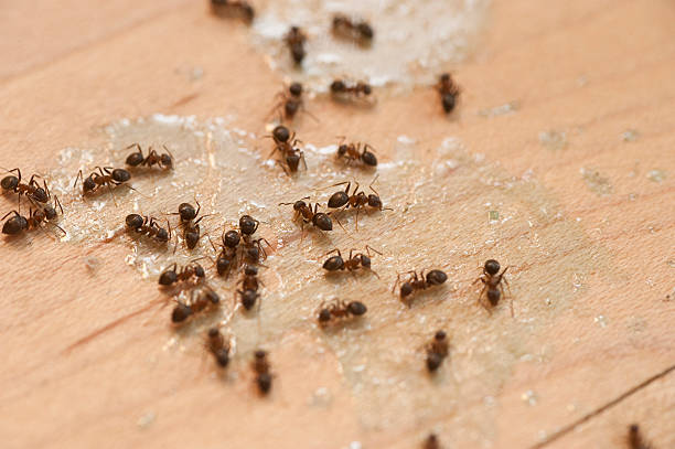 Insect Control in Lockhart, TX